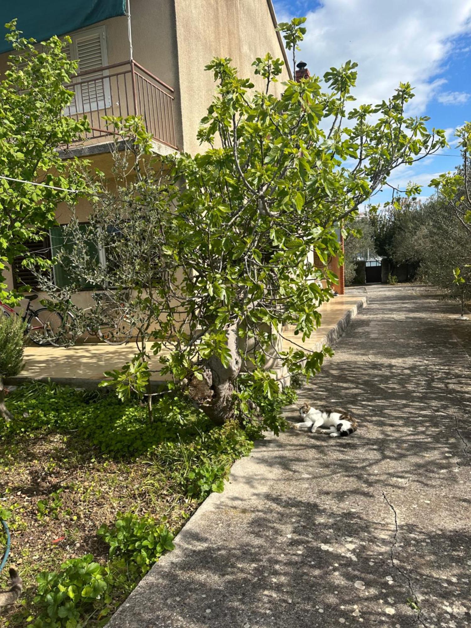 Apartments Vala Betina  Exterior foto